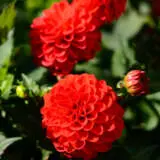 Dahlia Grandalia Dark Red P68dahgdr - Garden Express Australia