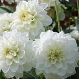 Dahlia Grandalia White Dahlia Grandalia White