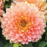 Dahlia Lubega Xl Peach P68dahlpe - Garden Express Australia