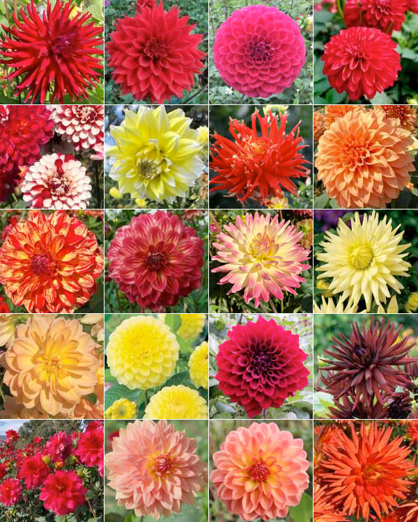 Dahlia Ultimate Sunset Collection
