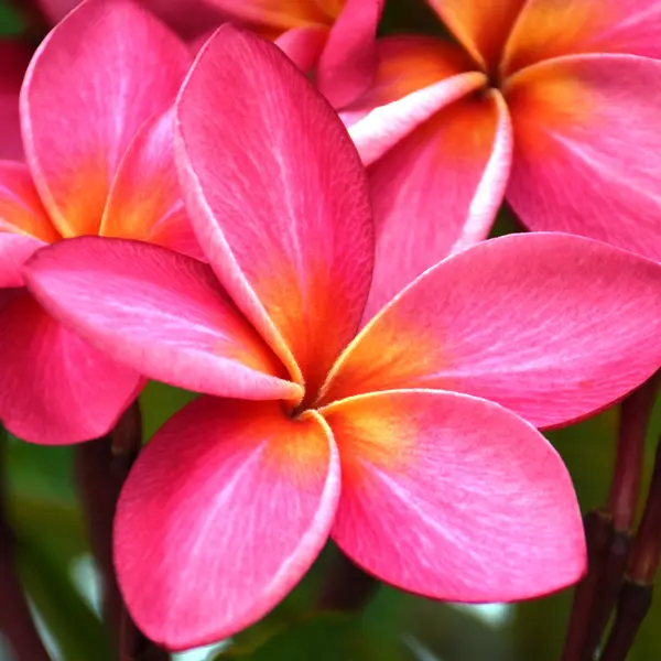 Frangipani Darwin Sunset