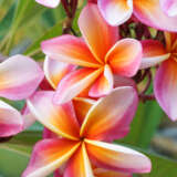 Frangipani Hawaiian Sunset P12frahsu - Garden Express Australia