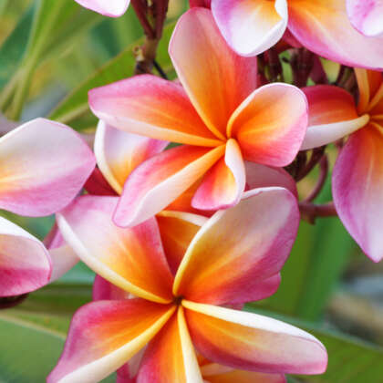 Frangipani Hawaiian Sunset - Garden Express