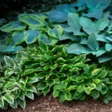 Hosta Lucky Dip Collection Colhosldc - Garden Express Australia