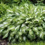 Hosta Undulata P68hosund - Garden Express Australia