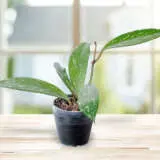 Hoya Pubicalyx Super Splash P10hoyssp - Garden Express Australia