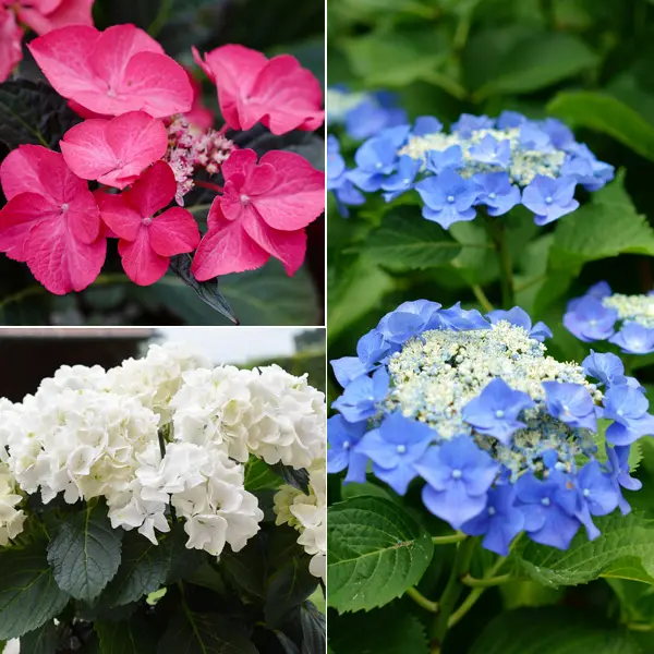 Hydrangea Spring Collection 3 Hydrangea Spring Collection 3