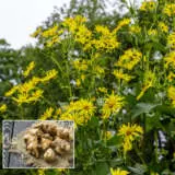 Jerusalem Artichoke P10jerart - Garden Express Australia