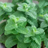 Mint Apple P68minap - Garden Express Australia