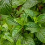 Mint Chocolate P68minch - Garden Express Australia