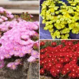 Pig Face Spring Trio Colpfastr - Garden Express Australia