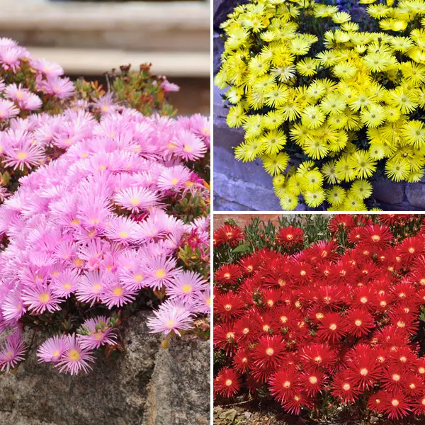 Pig Face Spring Trio