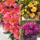 Princess Lily Collection 2 2025 Colplico2 - Garden Express Australia