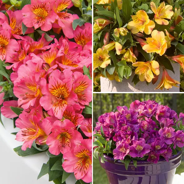 Princess Lily Collection 2- 3 Plants