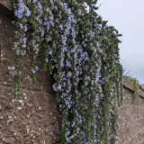 Rosemary Huntington Carpet P75roshca - Garden Express Australia