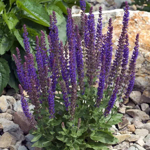Salvia Blue Queen Salvia Blue Queen