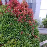 Acmena Pencil Red P14acmpre - Garden Express Australia