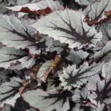 Begonia Nordic Glacier Begonia Nordic Glacier