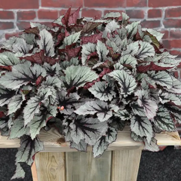 Begonia Nordic Glacier