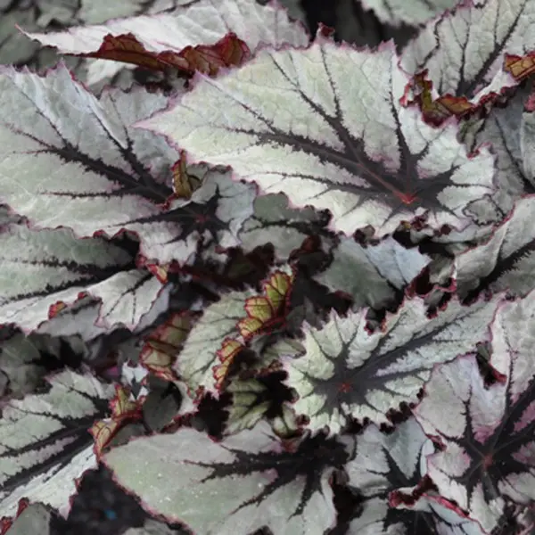 Begonia Nordic Glacier