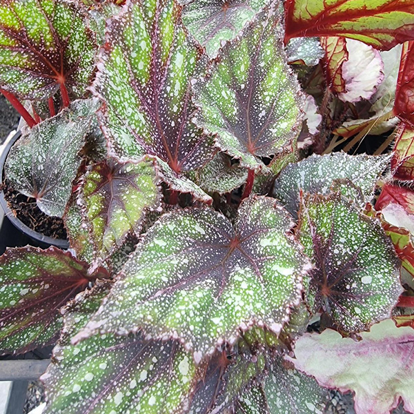 Begonia Speckles