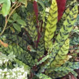 Calathea Rattlesnake P10calrsn - Garden Express Australia
