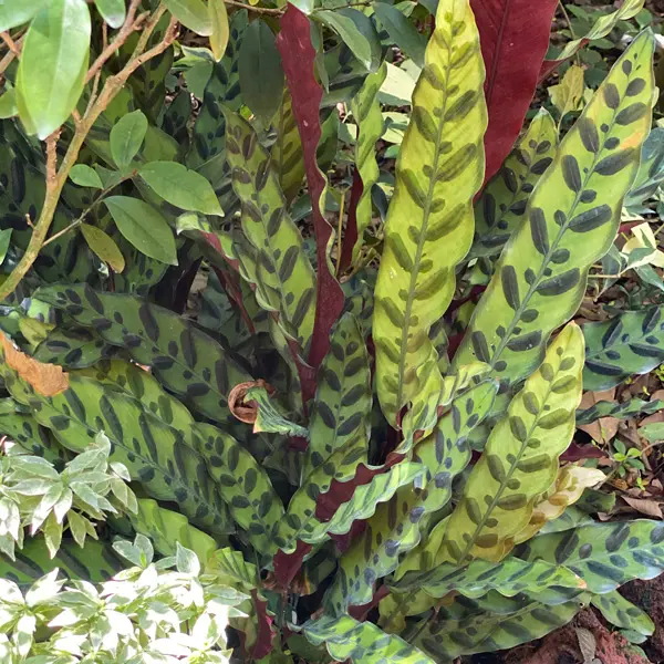Calathea Insignis- Rattlesnake Calathea