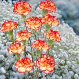 Carnation Boogie P18carboo - Garden Express Australia