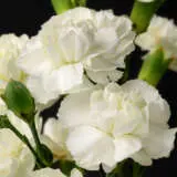 Carnation Holly P18carhol - Garden Express Australia