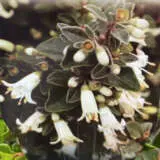 Correa Ice Chimes P14corich - Garden Express Australia