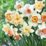 Daffodil Pink Mixed Pkdafpnk - Garden Express Australia
