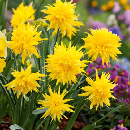 Daffodil Rip Van Winkle Pkdafrvw - Garden Express Australia