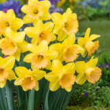 Daffodil Romsey Pkdafrom - Garden Express Australia