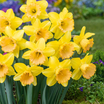 Daffodil Romsey Pkdafrom - Garden Express Australia