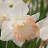 Daffodil Shirley Anne Pkdafsan - Garden Express Australia