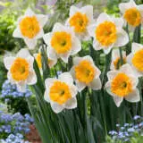 Daffodil Virginia Sunrise Pkdafvsu - Garden Express Australia