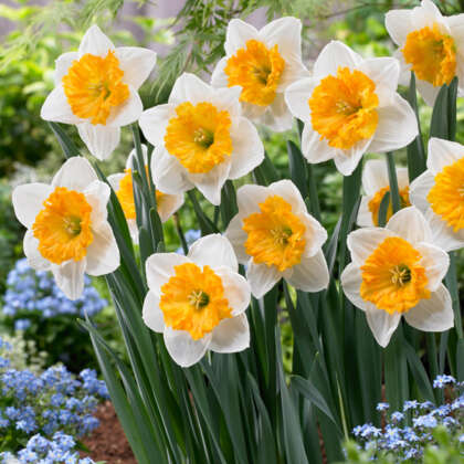 Daffodil Virginia Sunrise Pkdafvsu - Garden Express Australia