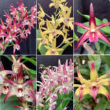 Dendrobium Orchid Lucky Dip Collection 4 Plants Coldorldi - Garden Express Australia