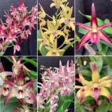 Dendrobium Orchid Lucky Dip Collection- 4 Plants Dendrobium Orchid Lucky Dip Collection- 4 Plants