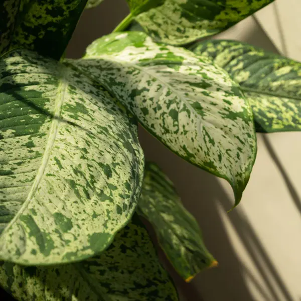 Dieffenbachia Memoria Corsii