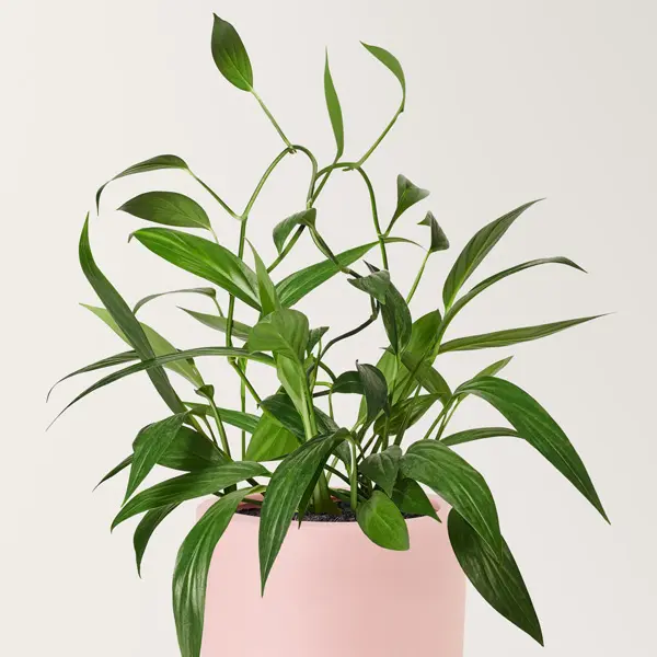 Epipremnum Amplissimum