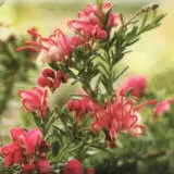 Grevillea Raspberry Ripple P14grerri - Garden Express Australia