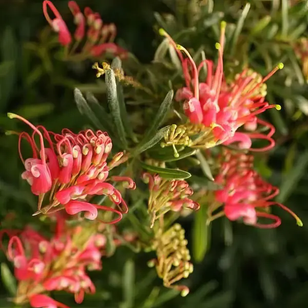 Grevillea Gin Gin Jewel (pbr)