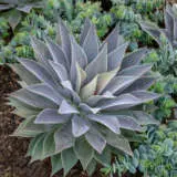 Mangave Lavender Lady Walters Gardens P10manlla - Garden Express Australia