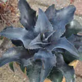 Mangave Night Owl Walters Gardens P10mannow - Garden Express Australia