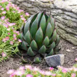 Mangave Praying Hands Walters Gardens P10manpha - Garden Express Australia