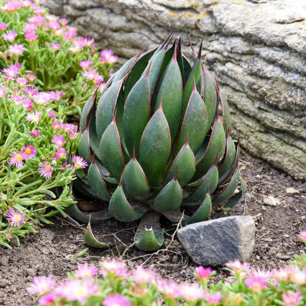 Mangave Praying Hands Mangave Praying Hands