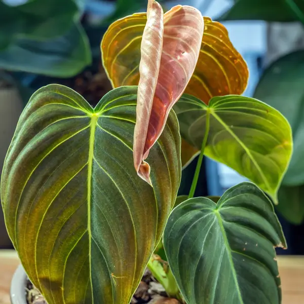 Philodendron Melanochrysum