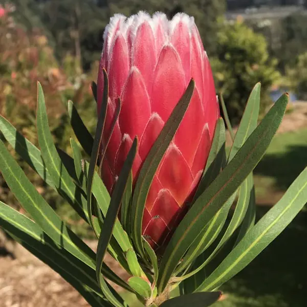 Protea Eclipse Protea Eclipse