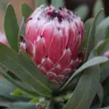 Protea Mayday P14promda - Garden Express Australia